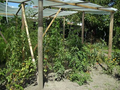 Tomaten_aktuell.jpg