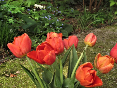 rotetulpe1.img.JPG
