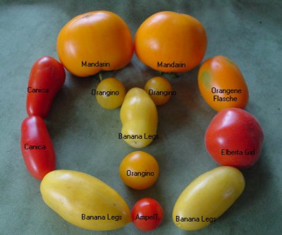 2007_08_03_Tomaten.jpg
