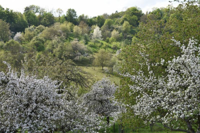 geigersberg april 015.JPG
