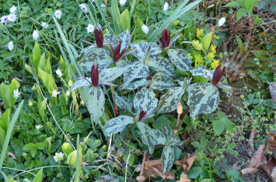 2020-04-20 Trillium sessile.jpg