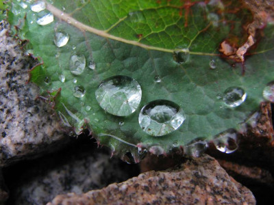 TROPFEN_FR_0308.jpg
