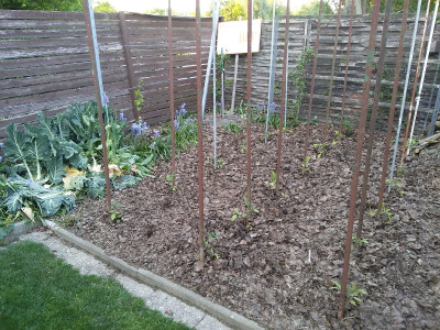Tomaten 20420.jpg