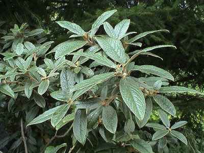 Rhododendron_edgworthii_4.jpg