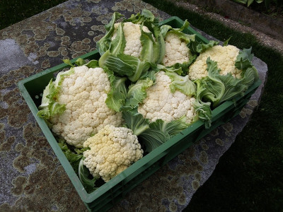 Blumenkohl 20419.jpg