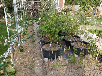 Heidelbeeren 200419.jpg