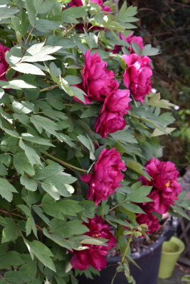 macro april 027.JPG