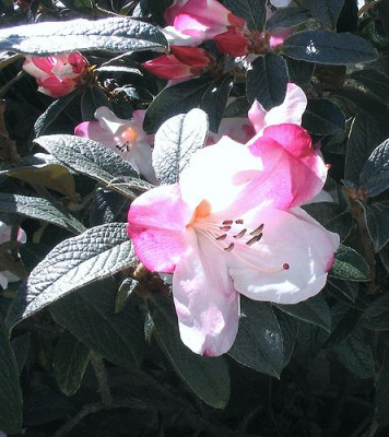 Rhododendron_edgworthii_5.jpg