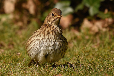 drosselhuhn.jpg