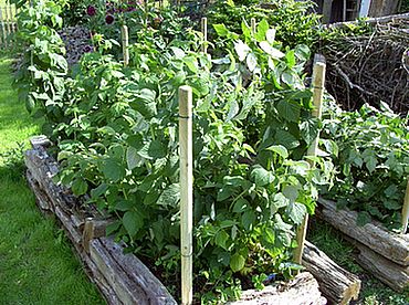Himbeerdschungel_fars_2007.jpg
