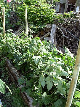 tayberries_fars_2007.jpg