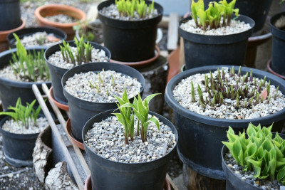 hosta_2020.jpg