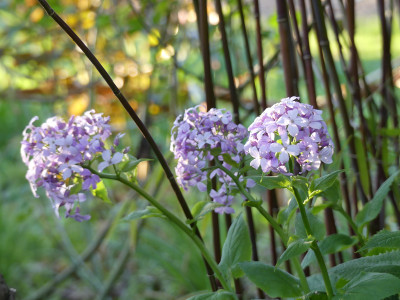 2020-04-20 Lunaria rediviva.jpg