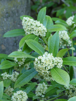 2020-04-20 Skimmia confusa 'Kew Green'.jpg