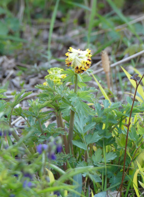 2020-04-20 Corydalis.jpg