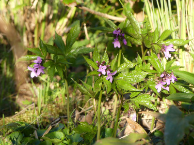 2020-04-20 Cardamine pentaphyllos 1.jpg