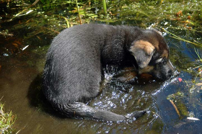 Wasser1980.jpg