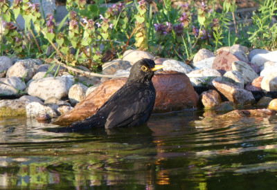 2020-04-20 Amsel 1.jpg