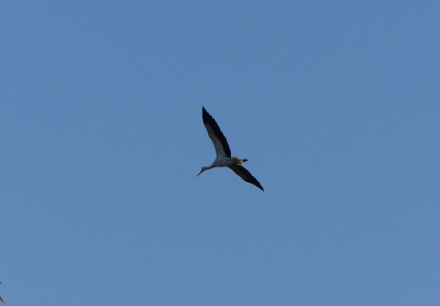 2020-04-21 Storch 1.jpg