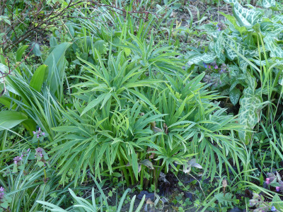 2020-04-20 Helleborus purpurascens.jpg