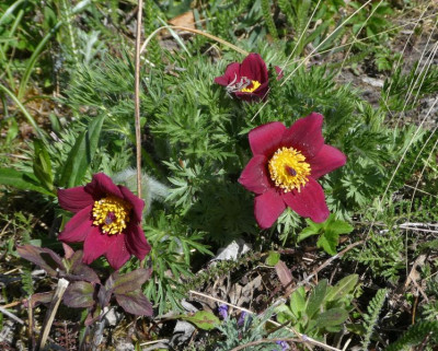 Pulsatilla 'Rote Glocke' 200421 k.jpg