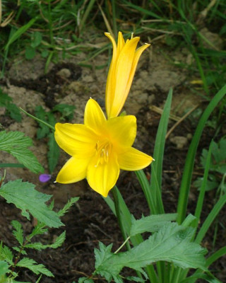 Hemerocallis middendorffii.jpg