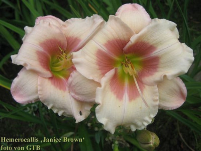 Janice_Brown_71871.jpg
