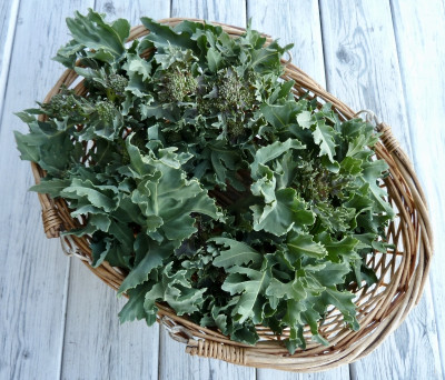 crambe.jpg