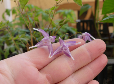 2020-04-22 Epimedium 'Lilac Seedling'.jpg