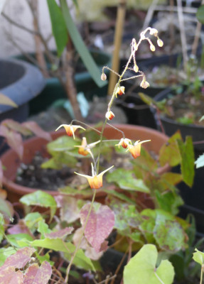 2020-04-22 Epimedium 'Rik'.jpg
