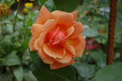 Royal_Sunset_0010_DSC_2597.jpg
