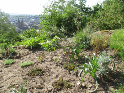 Mediterran Bank Blick 20200421_05.JPG