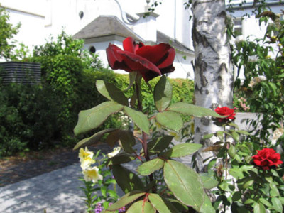 rote_rose_zur_bestimmung_von_netti2.jpg