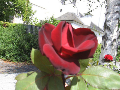 rote_rose_zur_bestimmung_von_netti3.jpg