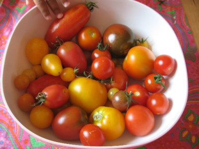 Tomaten_August_07b_006.jpg