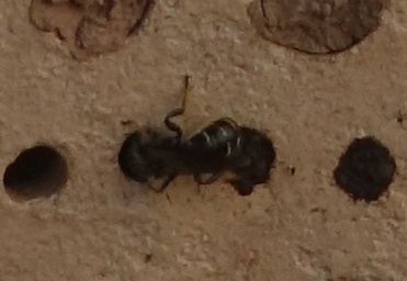 Chelostoma florisomne 2020-04-23.jpg
