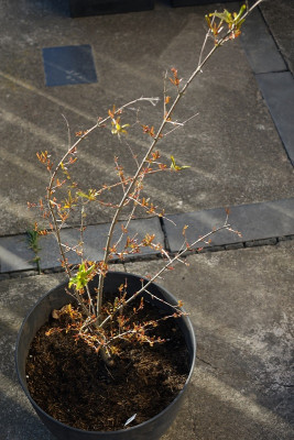 punica granatum ACCO.jpg