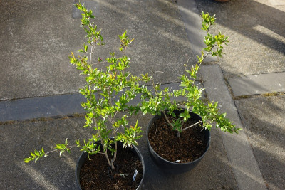 punica granatum SALAVATSKI+ARIANA.jpg
