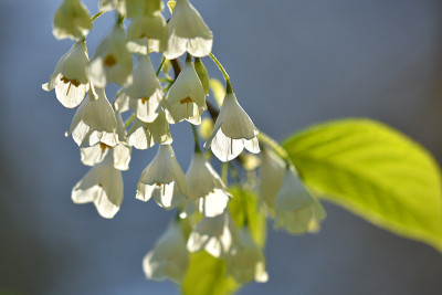 halesia1.jpg
