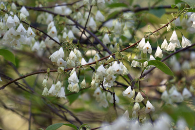 halesia2.jpg