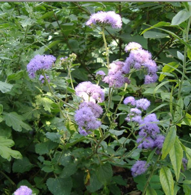 Ageratum_Medium.jpg