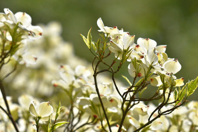 cornus_daybreak1.jpg