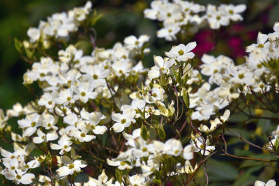 cornus_daybreak2.jpg