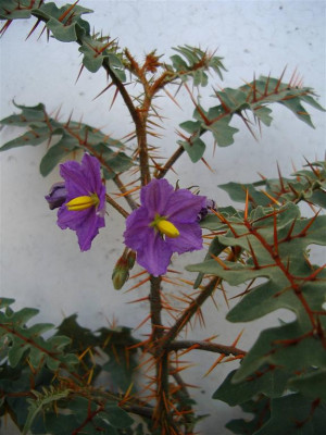 Solanum_Pyracanthum.jpg