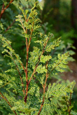 austrocedrus.jpg