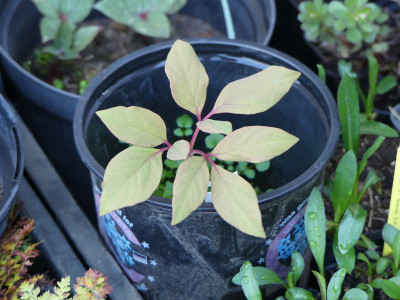 2020-04-20 Paeonia obovata Edrom Sämling.jpg
