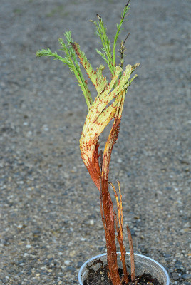 sequoia1.jpg