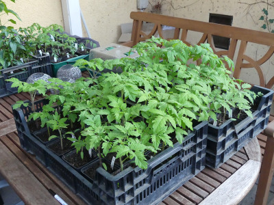 2020-04-23 Tomaten.jpg