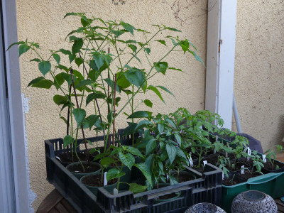 2020-04-23 Chili.jpg