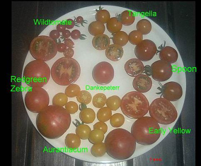 Tomatle.jpg